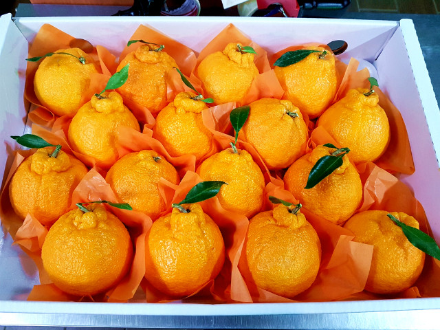 한라봉5키로16과 (2).jpg